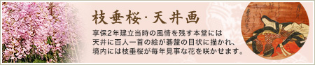 枝垂桜・天井画　享保2年建立当時の風情を残す本堂には天井に百人一首の絵が碁盤の目状に描かれ、境内には枝垂桜が毎年見事な花を咲かせます。　詳しくはこちら